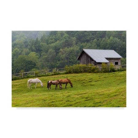 Brenda Petrella Photography Llc 'Horse Farm Green' Canvas Art,22x32